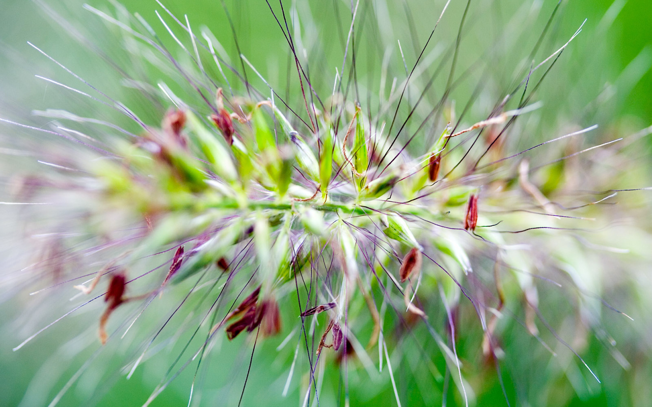 Цветок с шипами