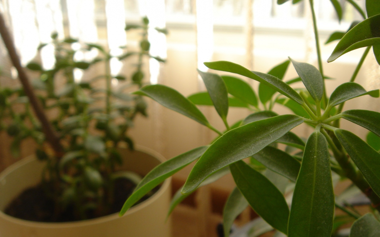 Зеленое растение