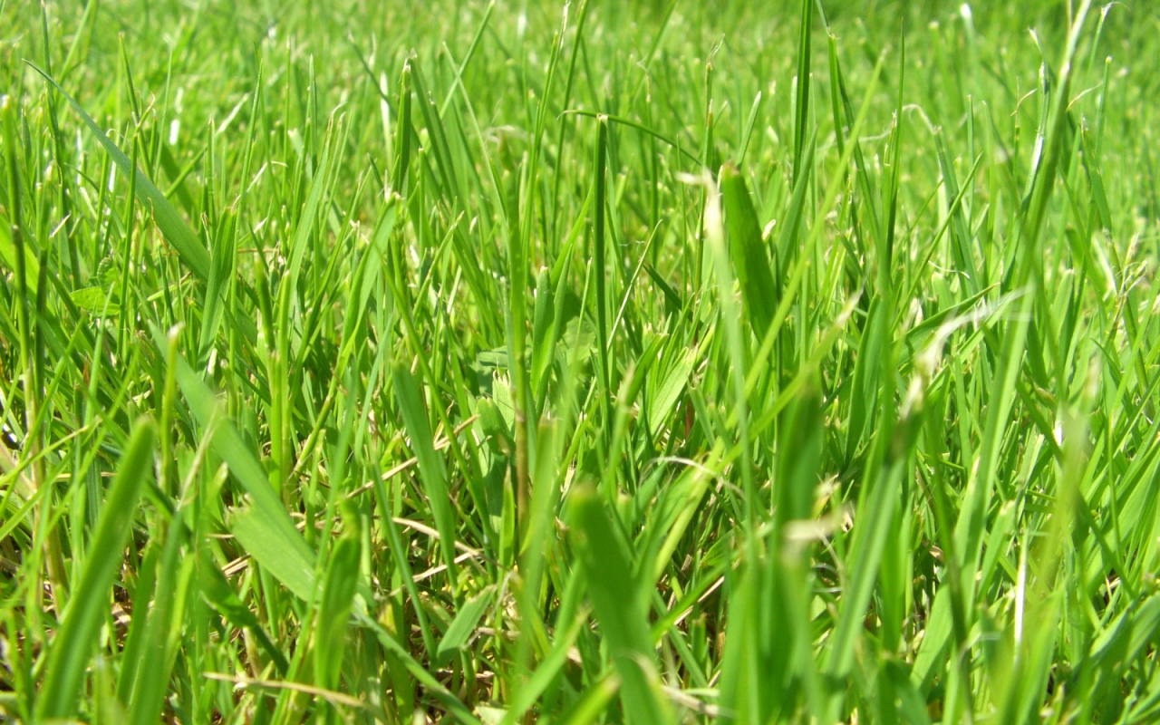 Зеленое лето