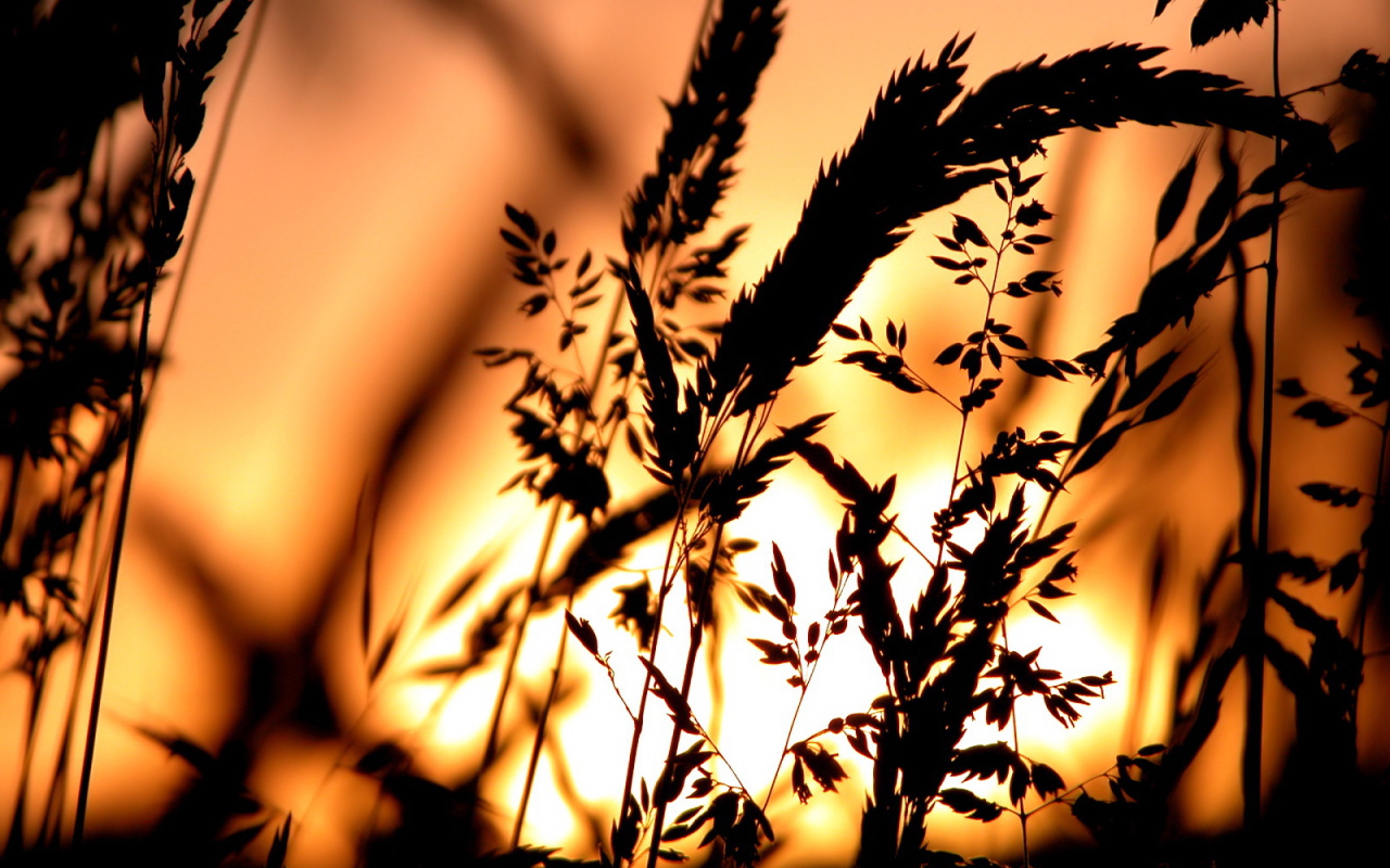 Сено в свете заката