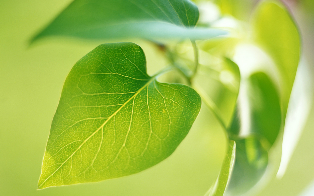 Новый зеленый лист