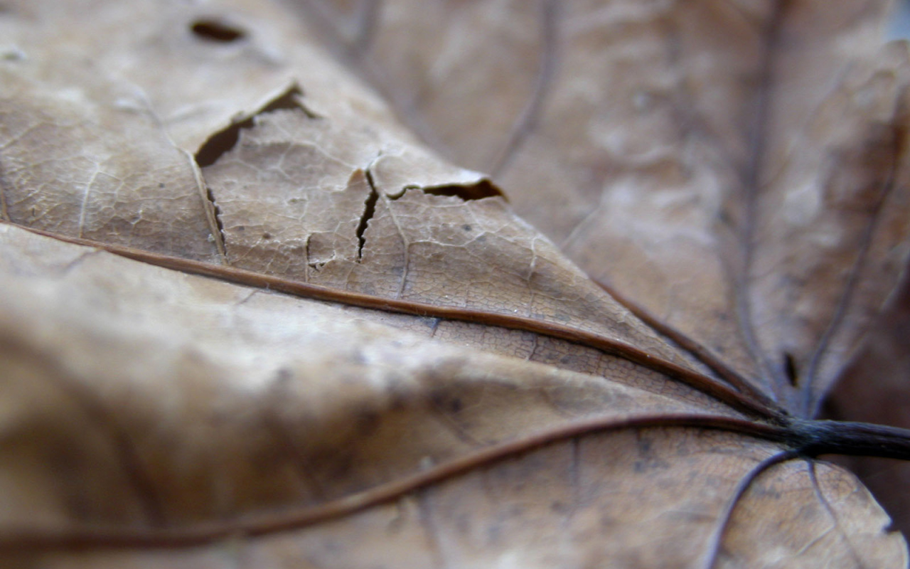 Проколотый коричневый лист