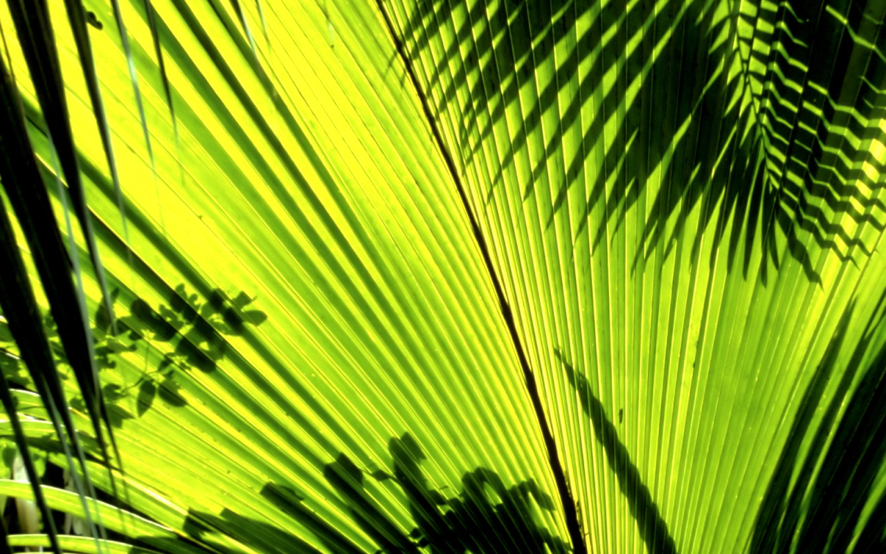 Тени листьев