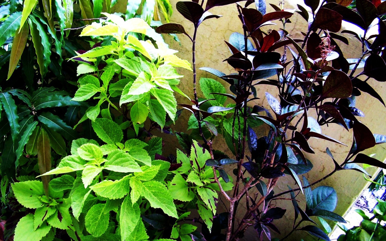 Три растения