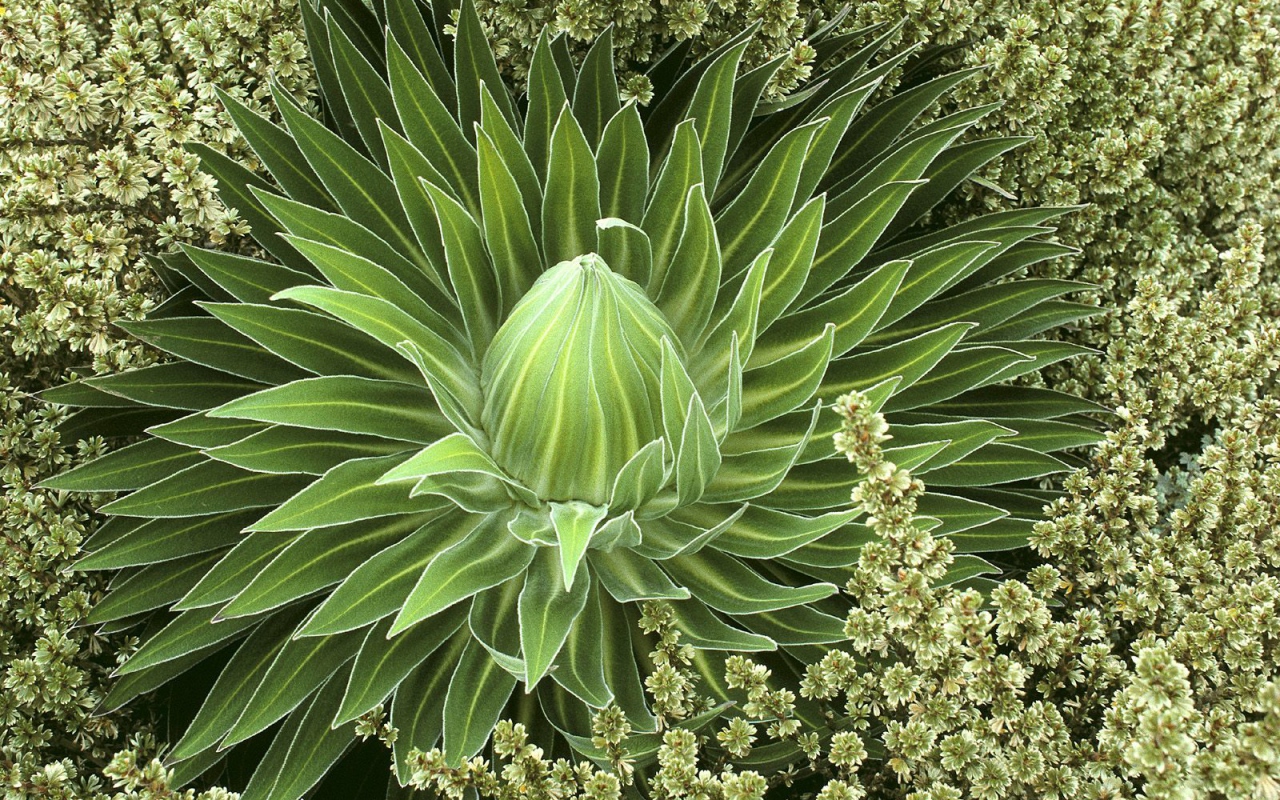 Дикое сочное растение