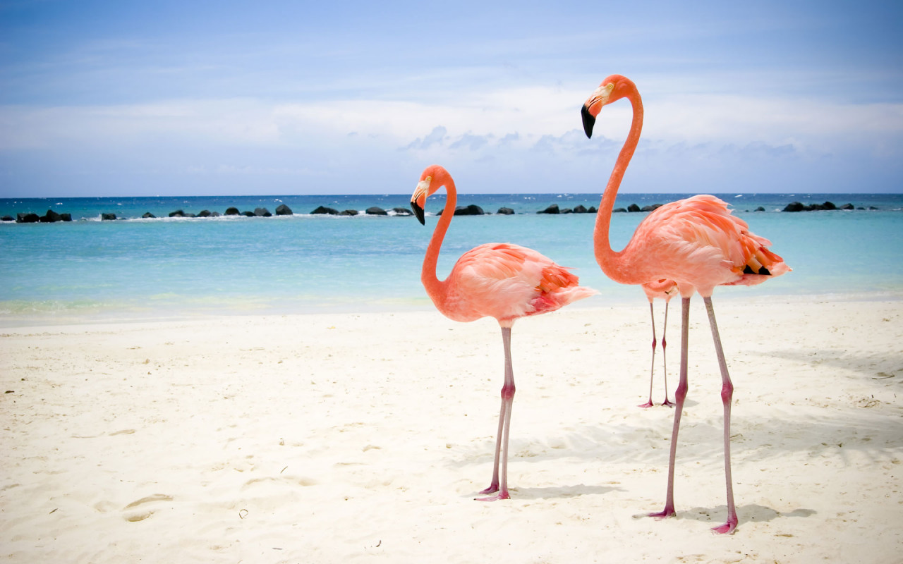 Flamingos on beach