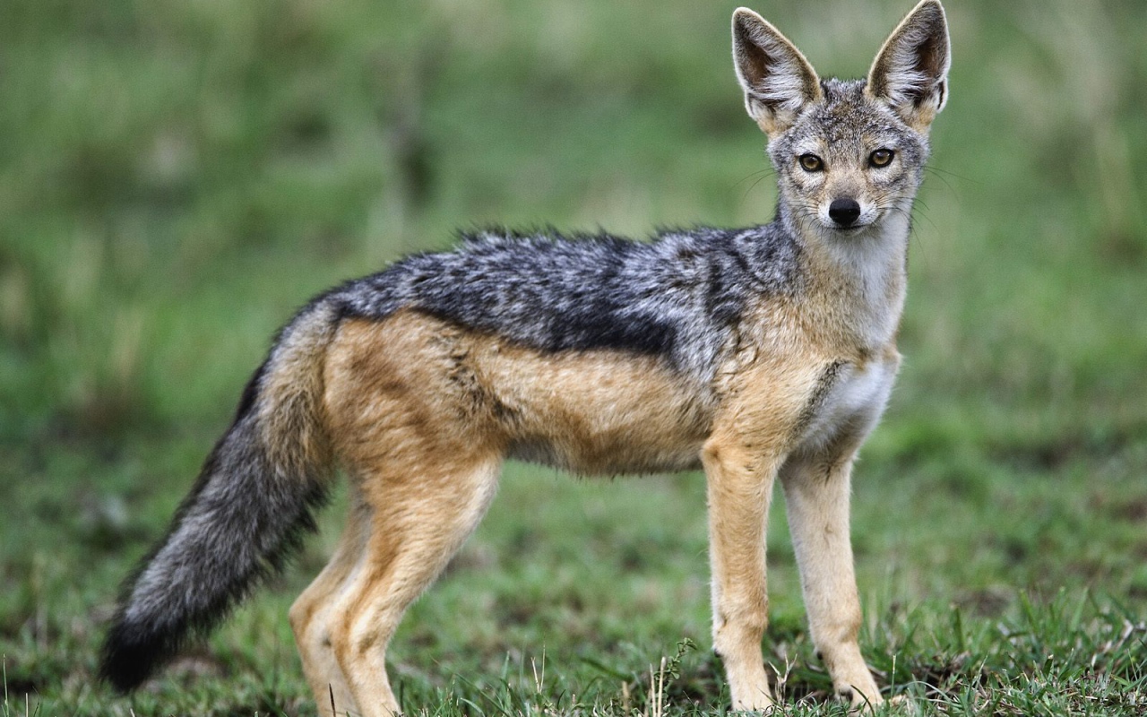 Взрослый Чернобокий Шакал / Masai Mara / Кения / Африка