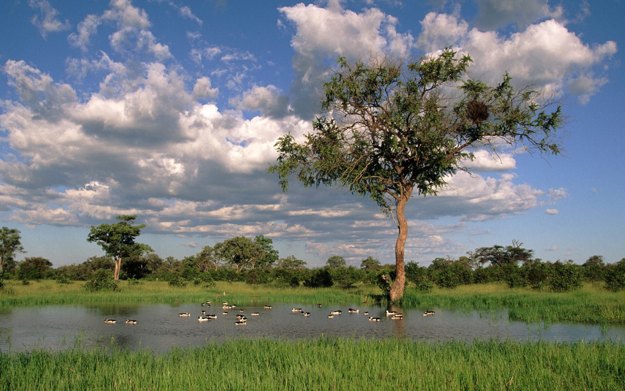 Утки Гребенки на Озере / Savute Chobe Национальный Парк / Ботсвана / Африка