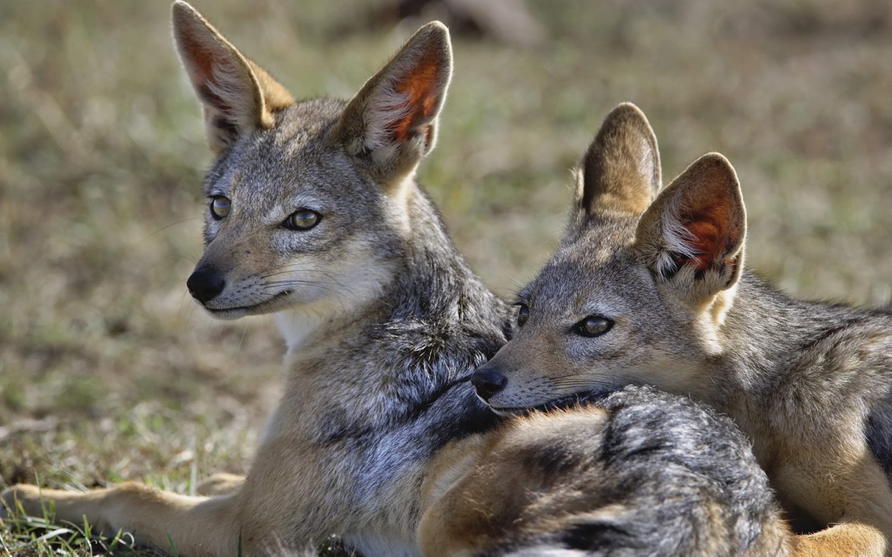 Шакалы / Кения / Африка