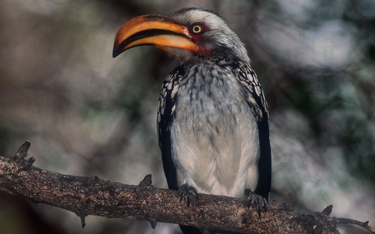 Proud Hornbill / Kruger Park / South Africa