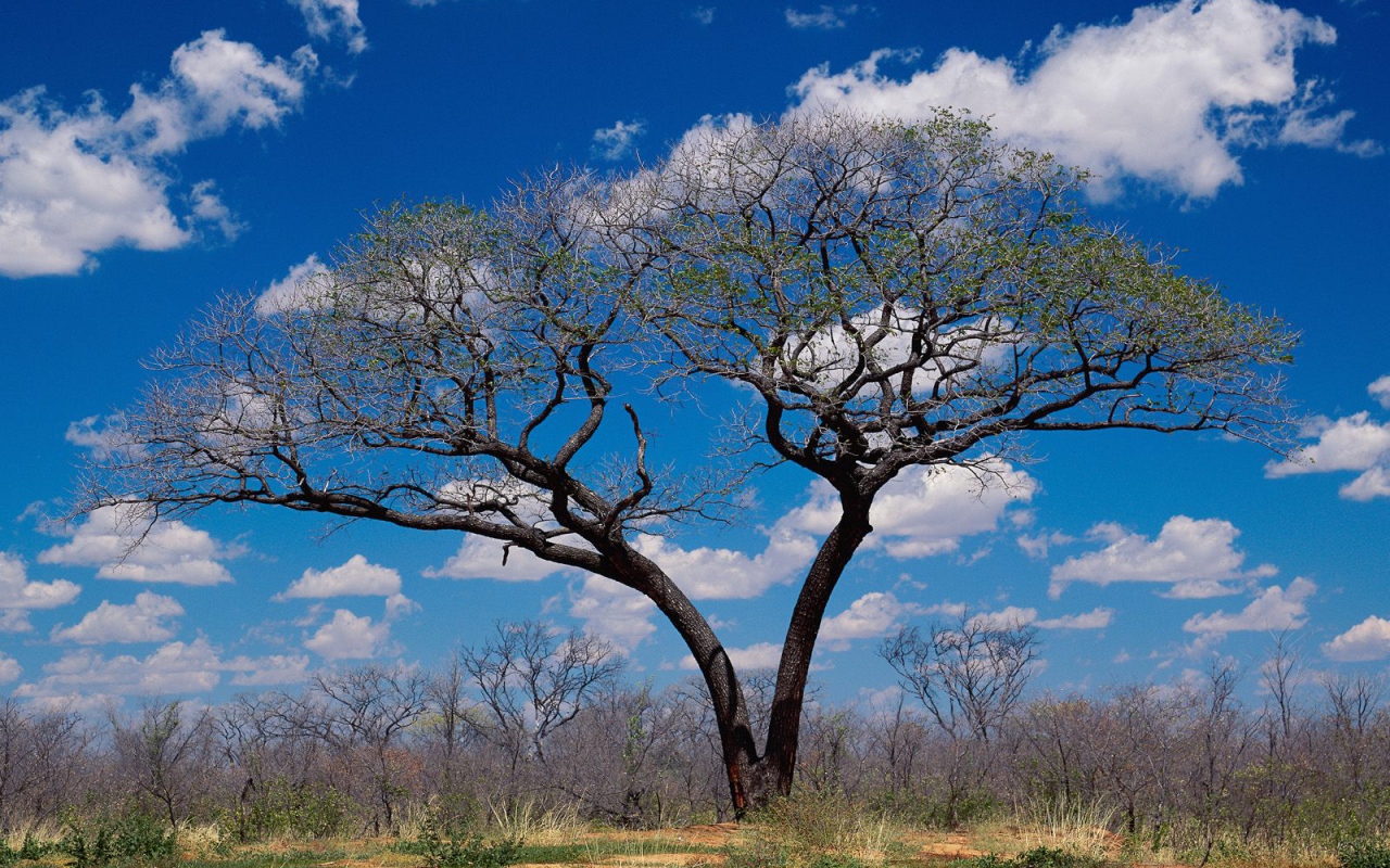 Шакаве / Ботсвана / Африка