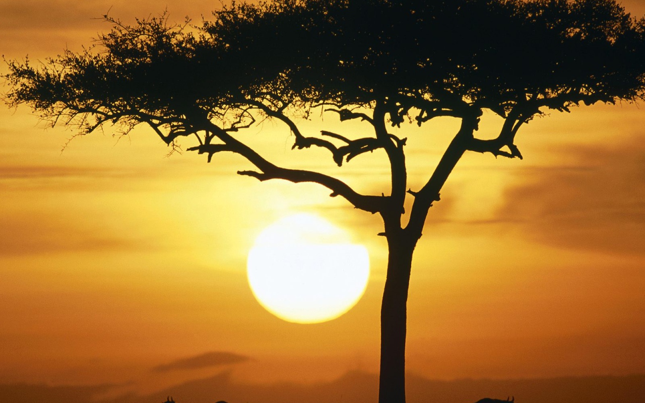 Синие Дикие животные в Восходе солнца / Масаи Мара / Кения / Африка