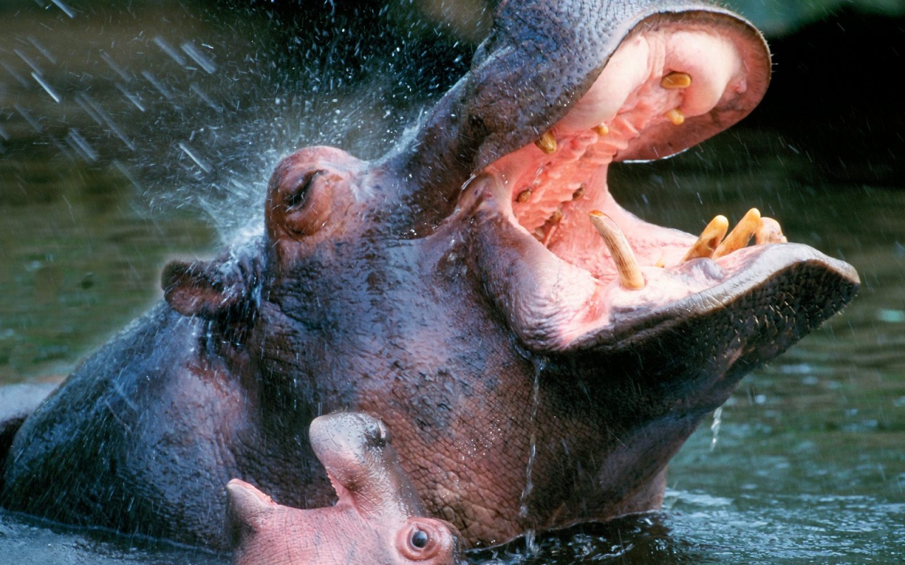 Bathing Hippopotamuses / Africa