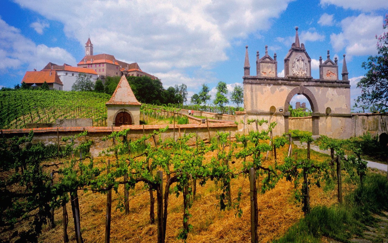 Австрийский Виноградник