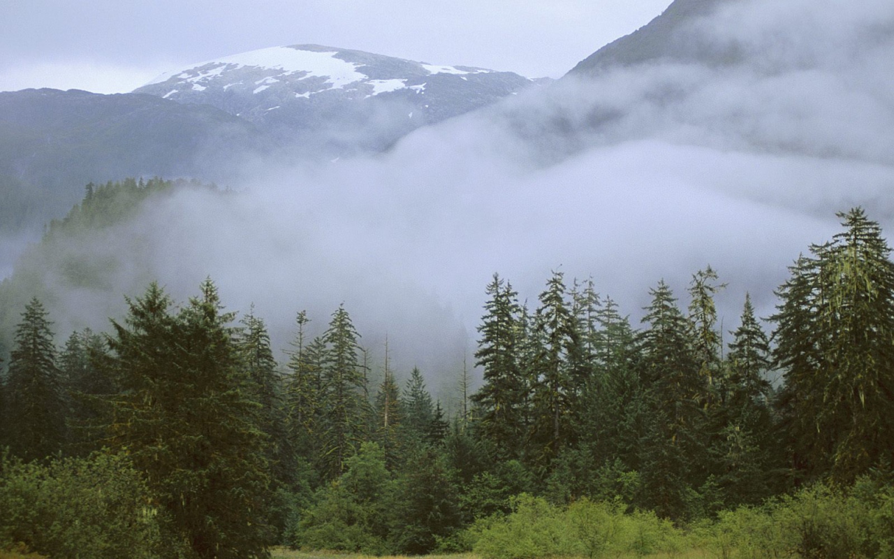 Дождливый лес