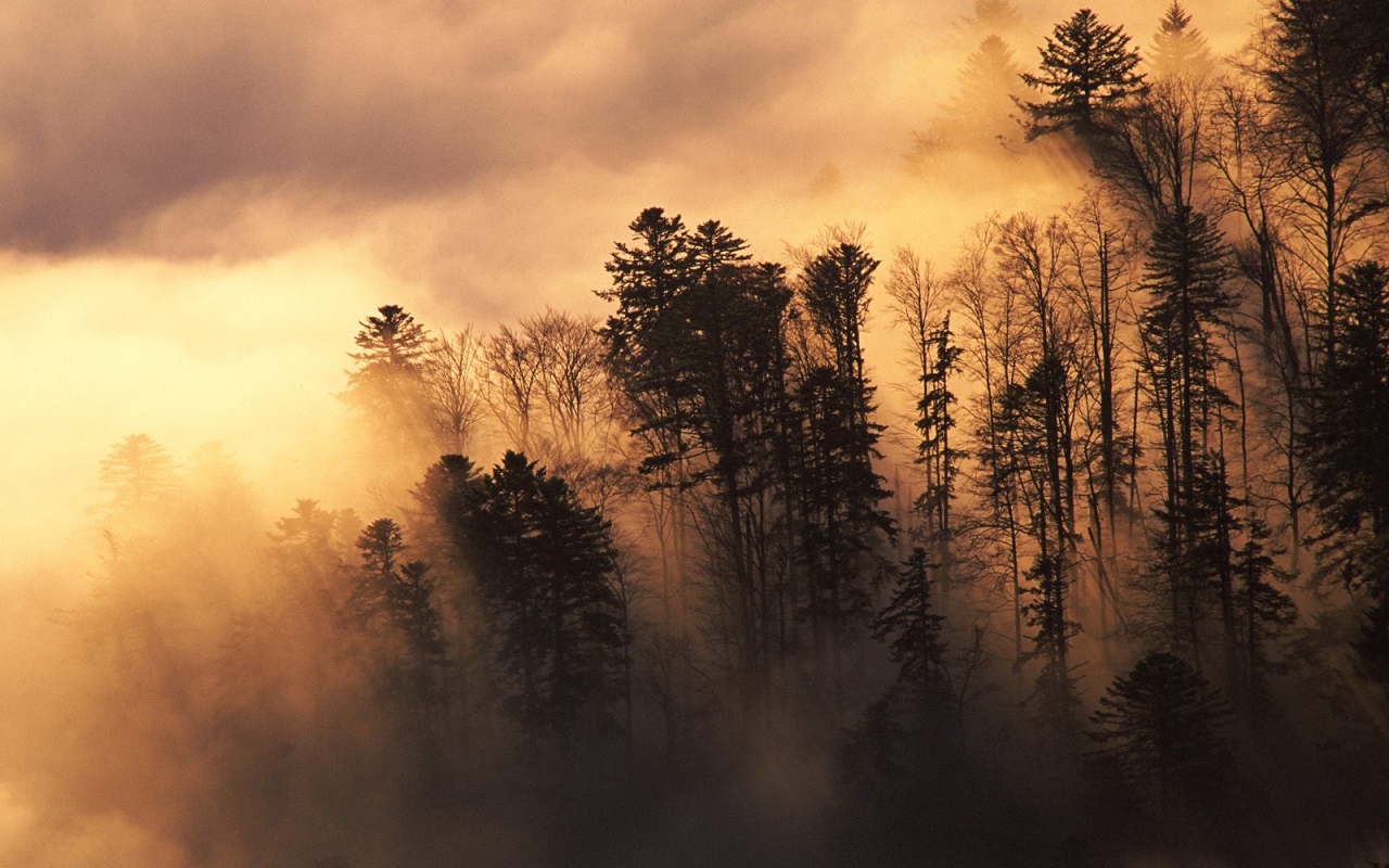 Лесистая местность в тумане