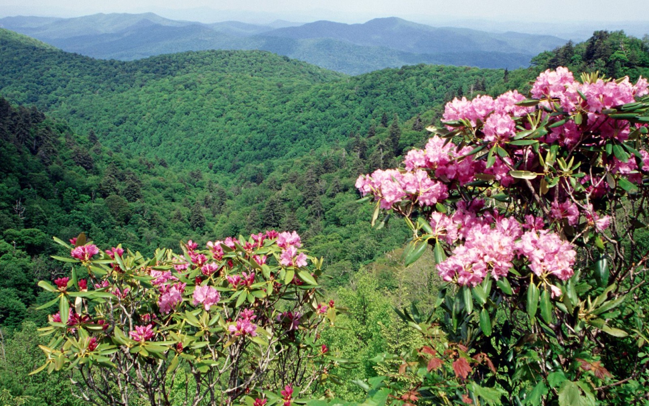 Коса Голубого хребта США