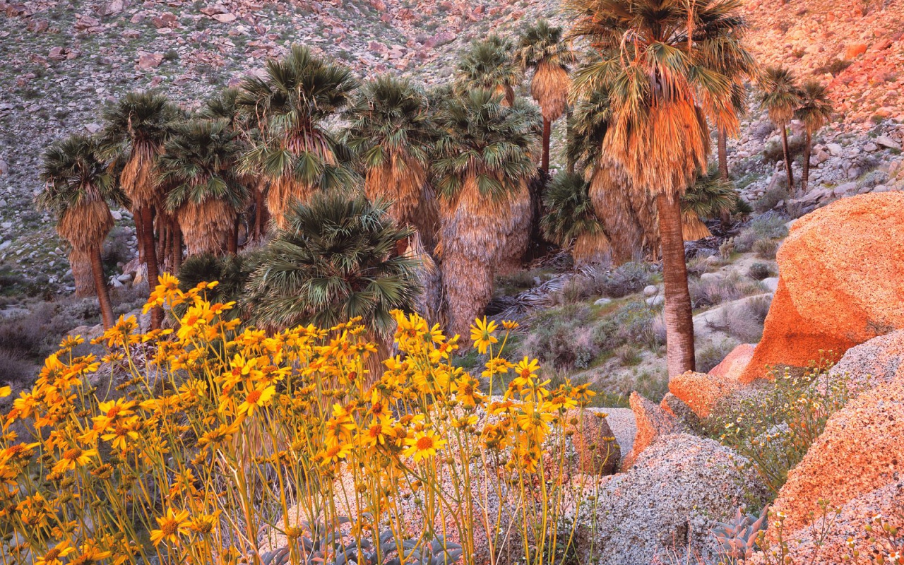 Brittebush в Восходе солнца США