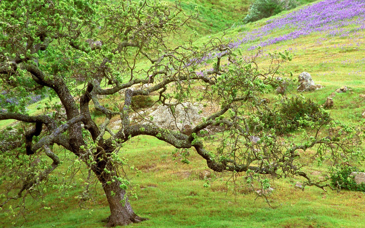 Дуб / Ручей Санта Розы / Калифорния / США