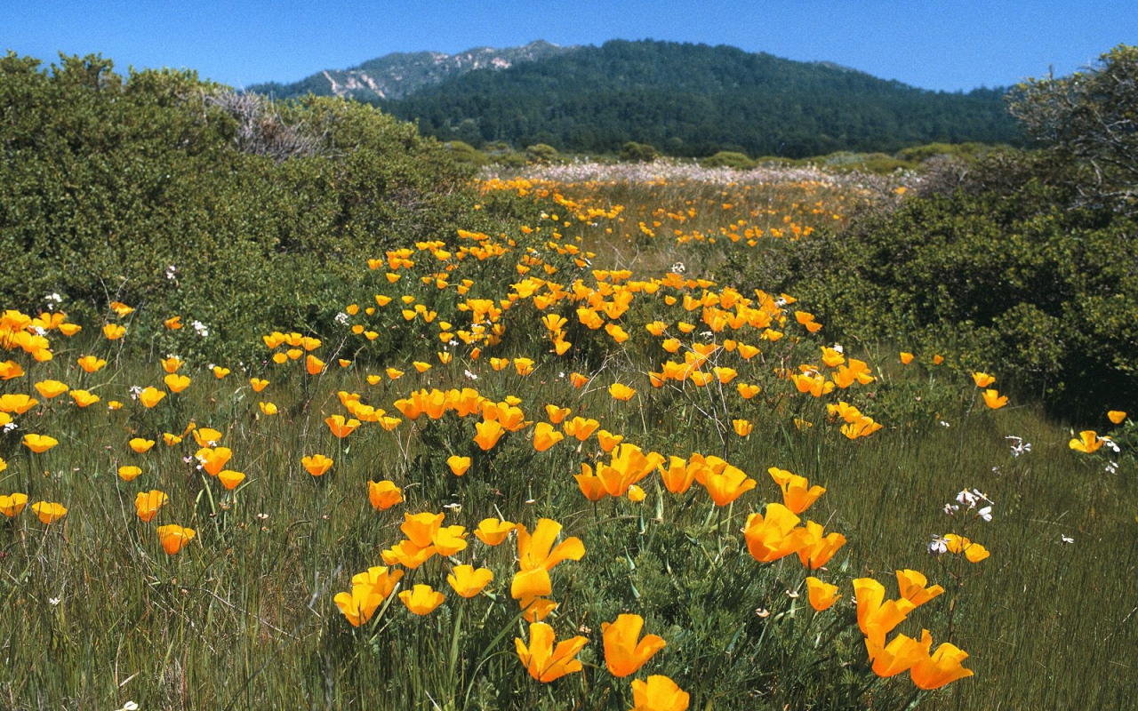 Желтая Дорога, США