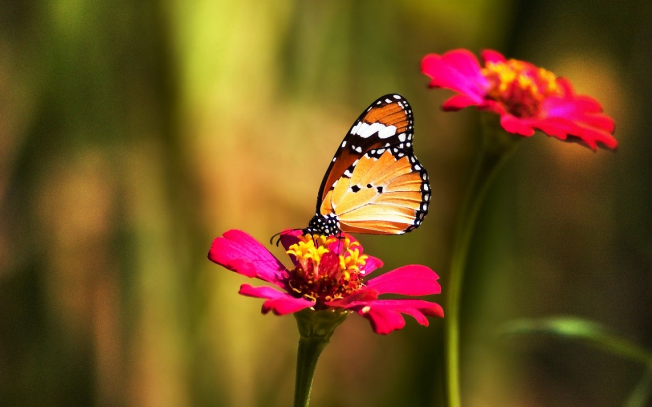 Красивая бабочка