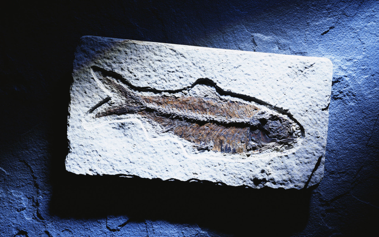 Синяя рыбка