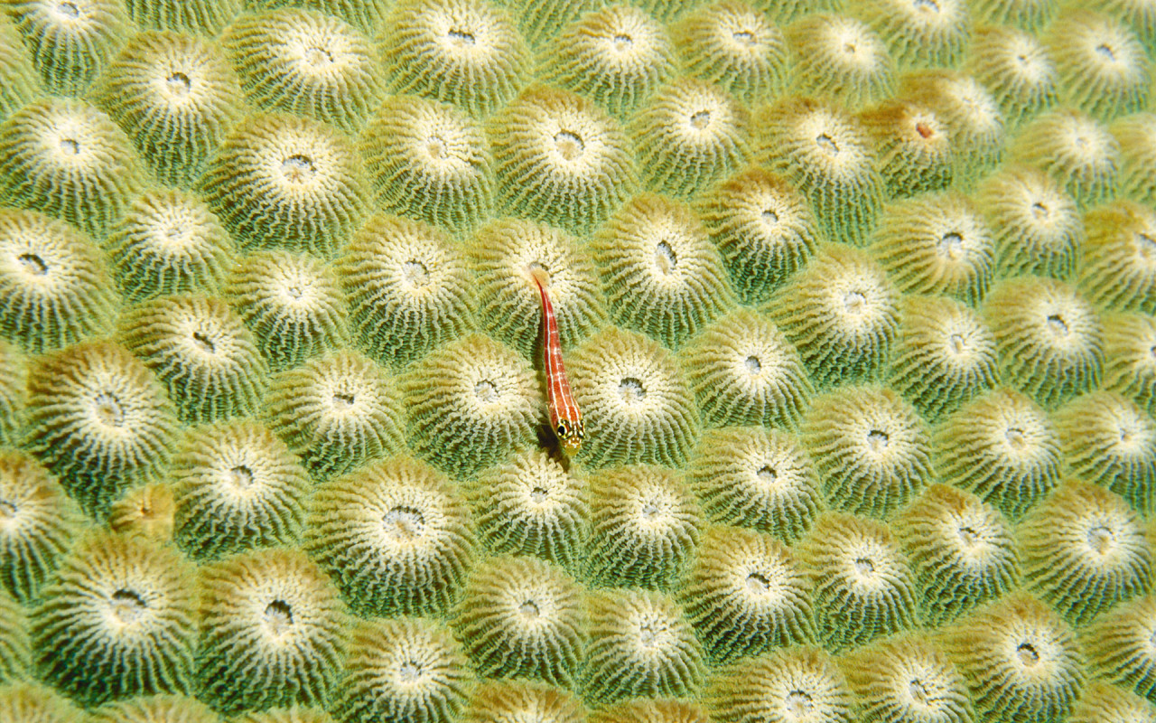 Маленький морской житель