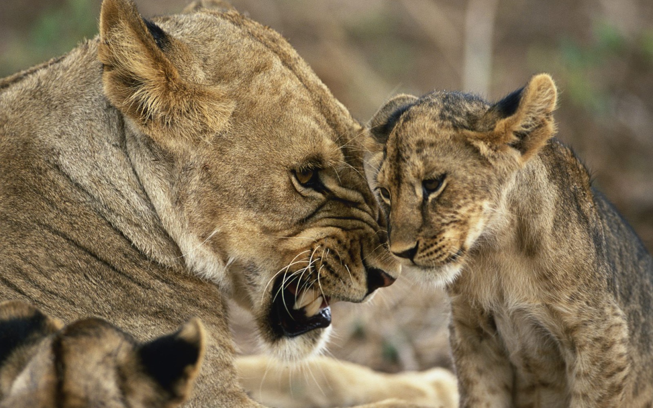 Львица с детенышами