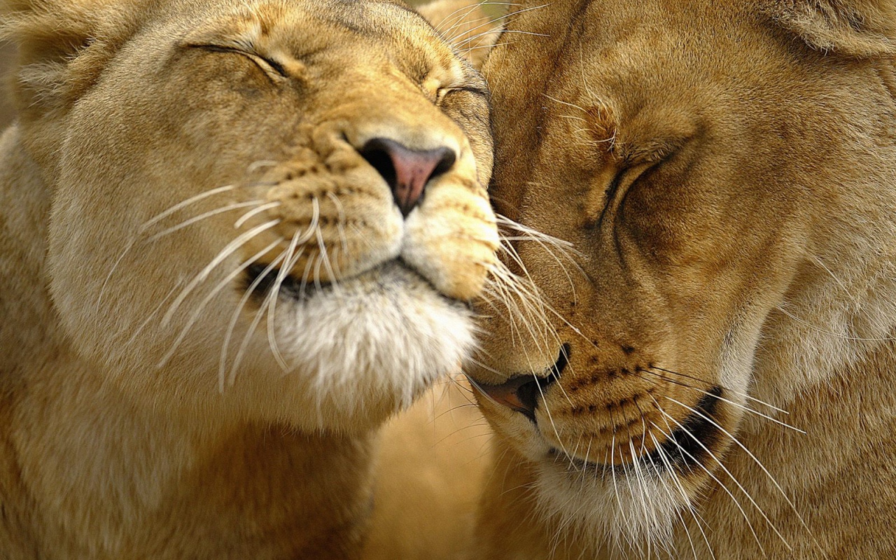 Большие кошки