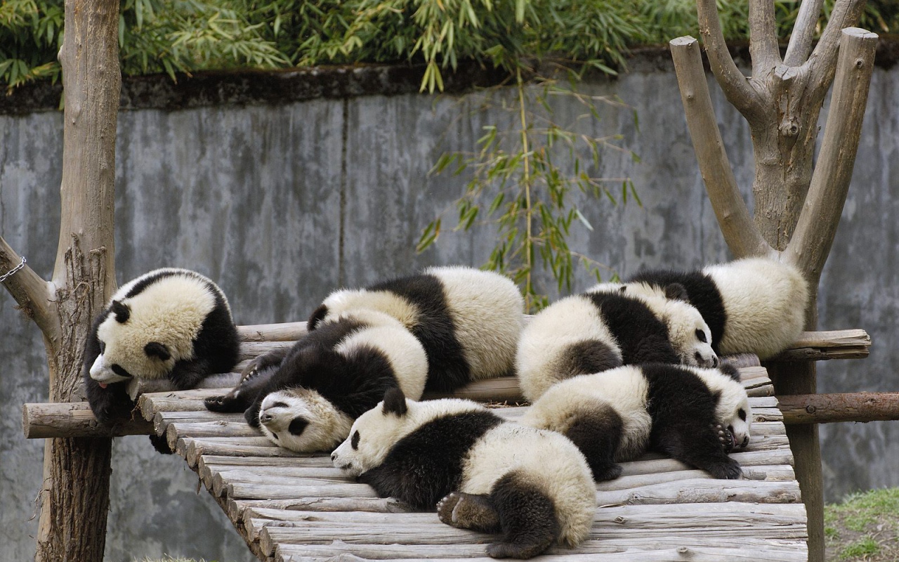 панды