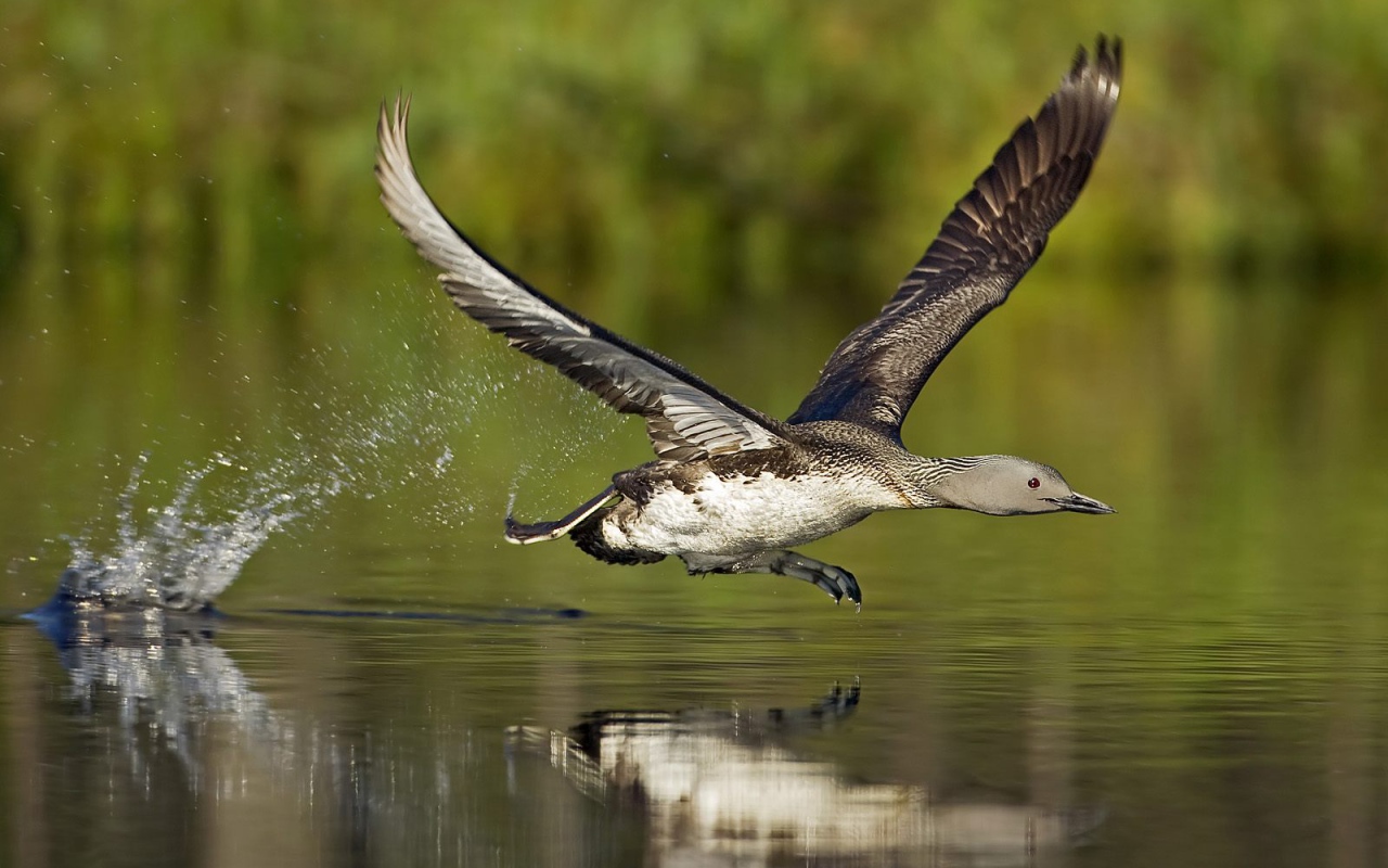 A bird running on water поиск