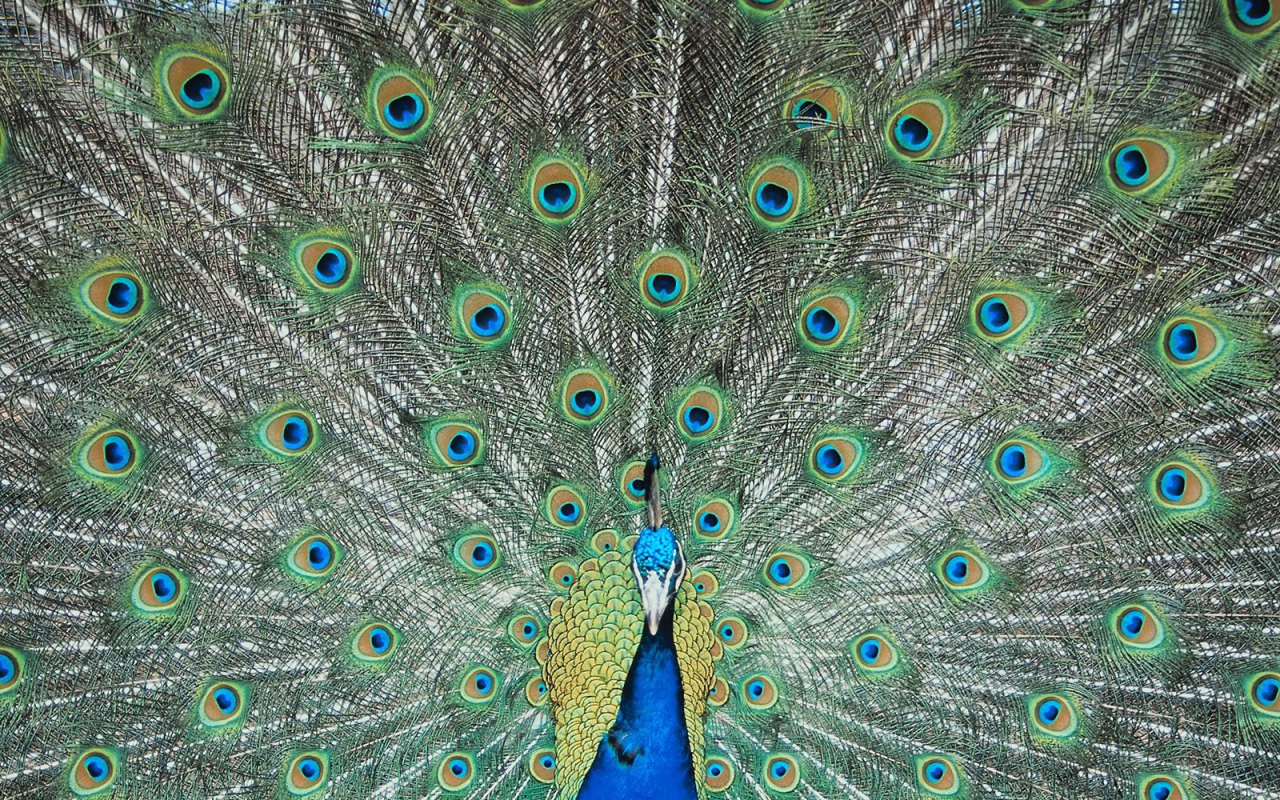 Перья павлина