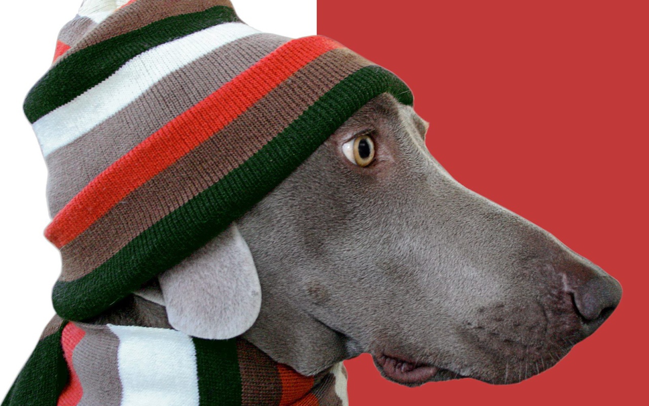 Пес стиляга