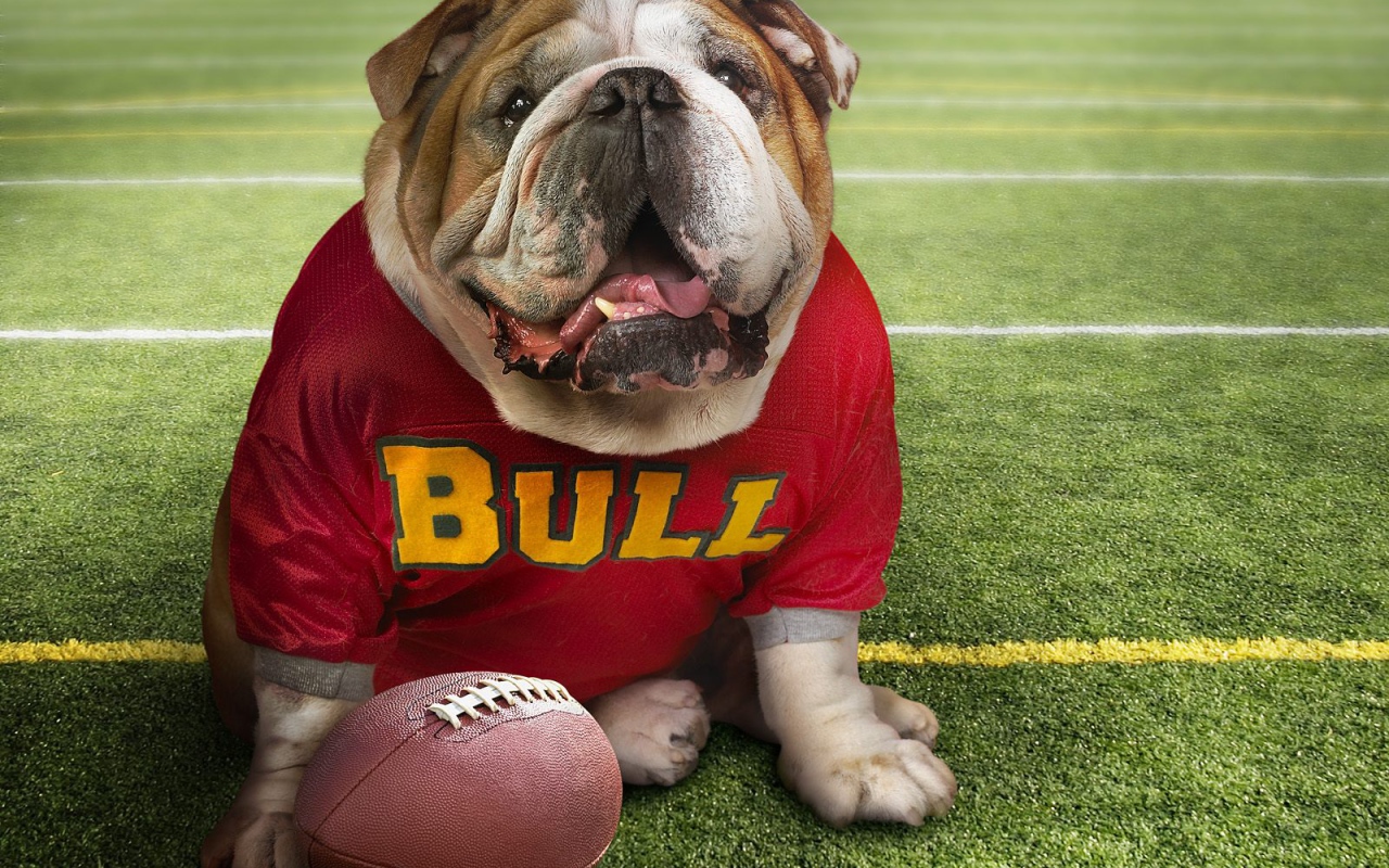 Смешной пес