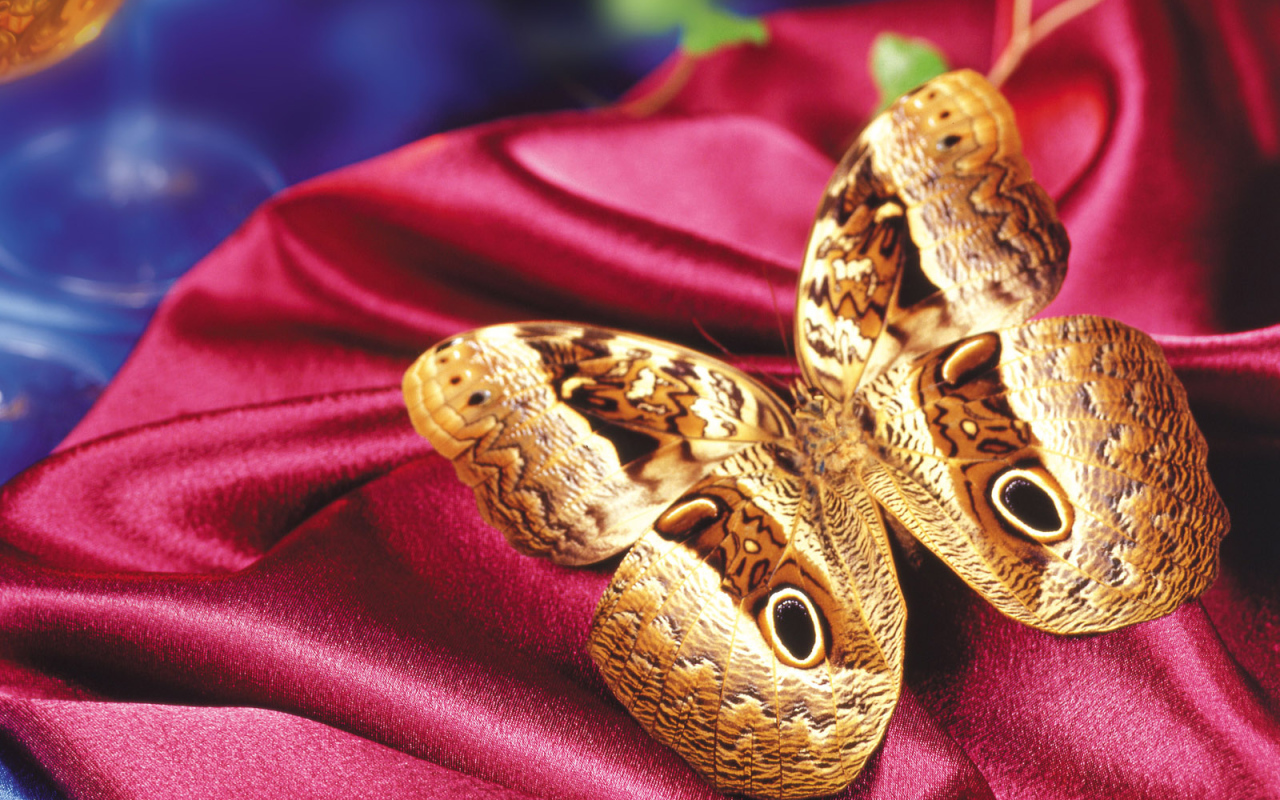 Леопардовая бабочка