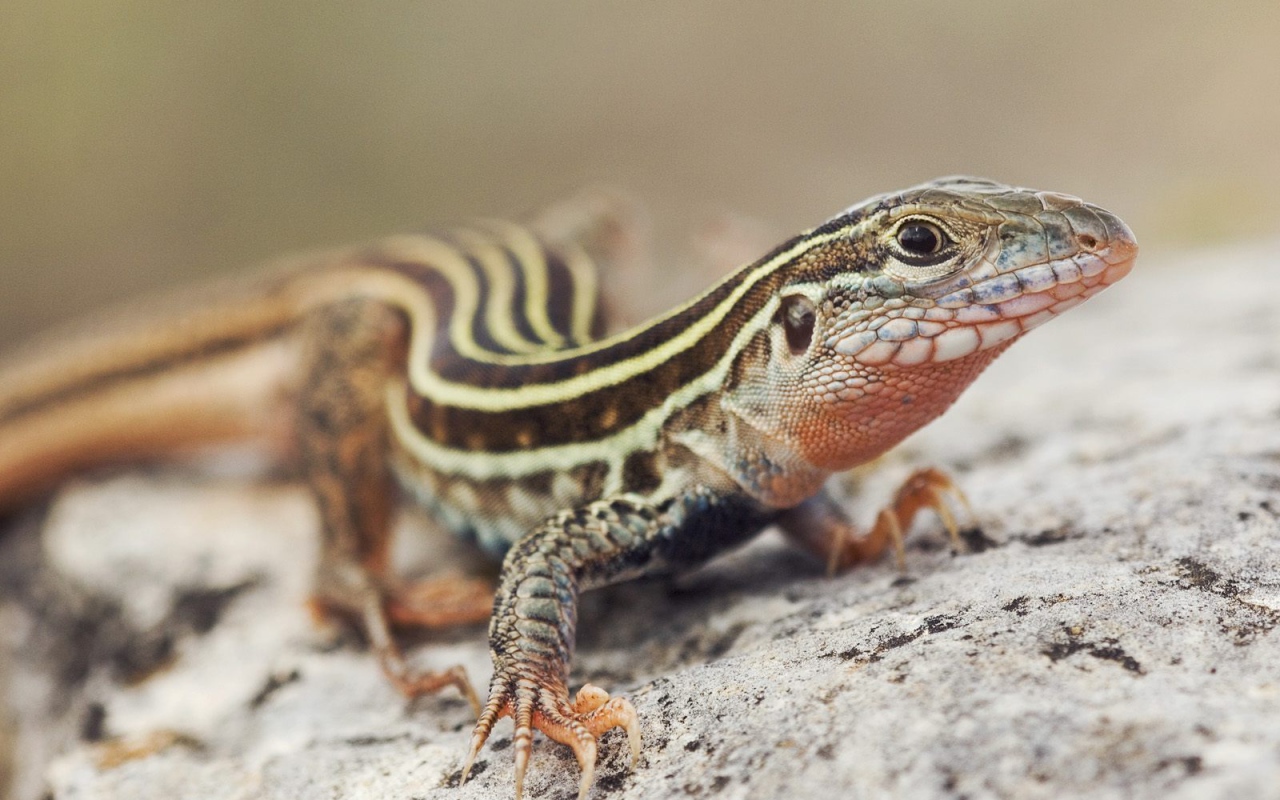 Красивый ящер