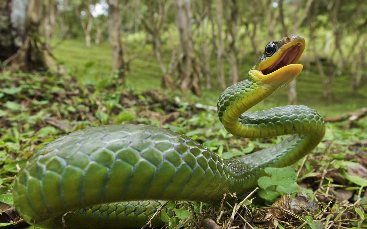 Ядовитая змея