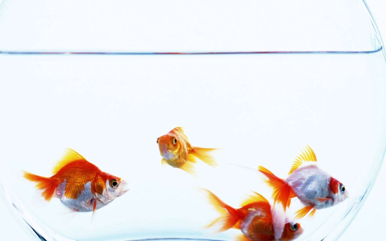 Золотые рыбки в аквариуме
