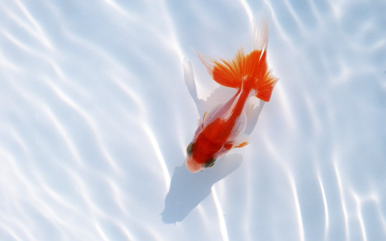 Красная рыбка