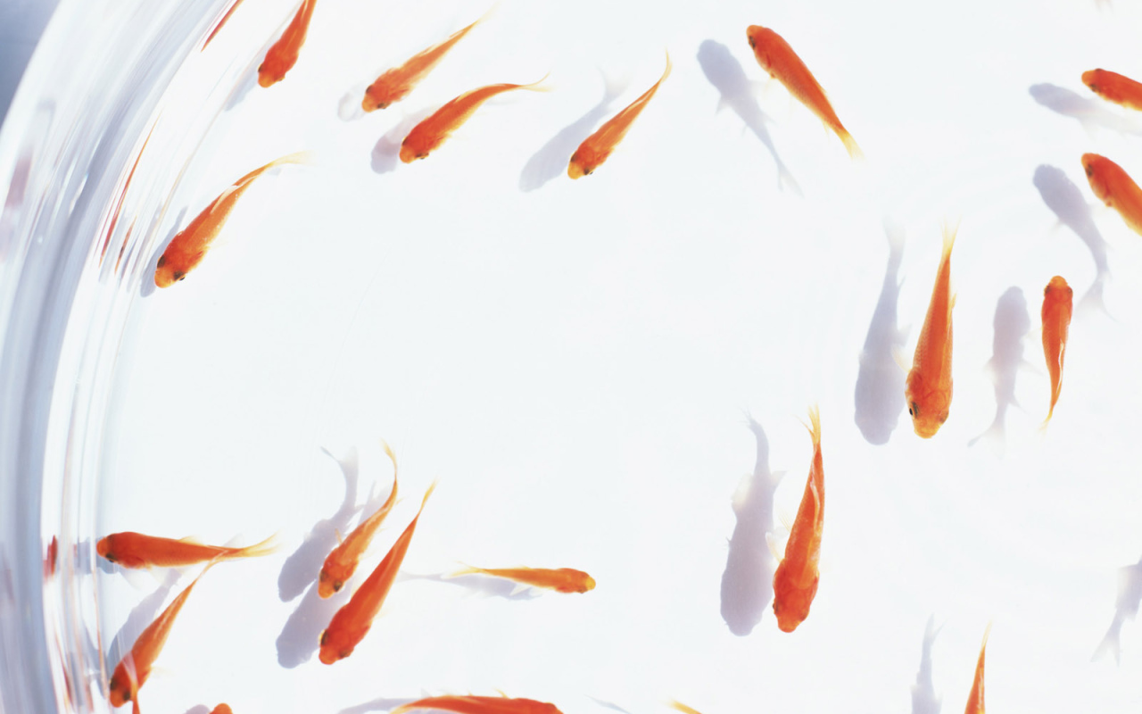 Аквариум с золотыми рыбками