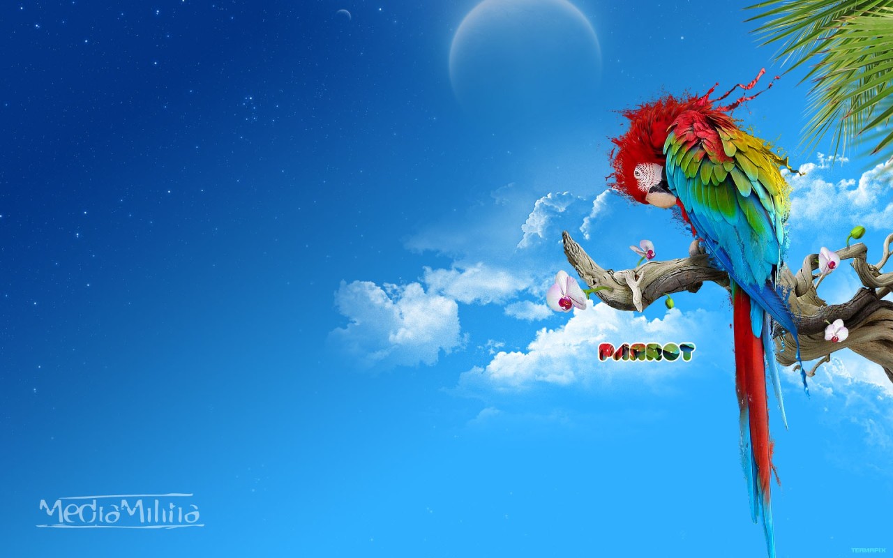 Красочный попугай