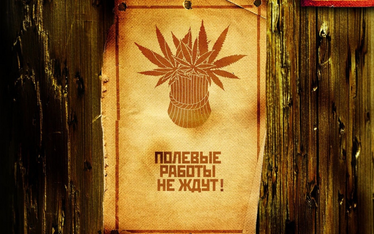 Сбор веселого урожая