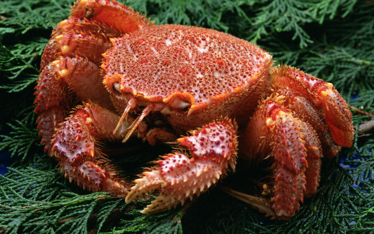 Большой краб