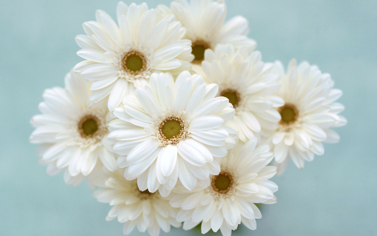 Ромашки для любимой девчонки