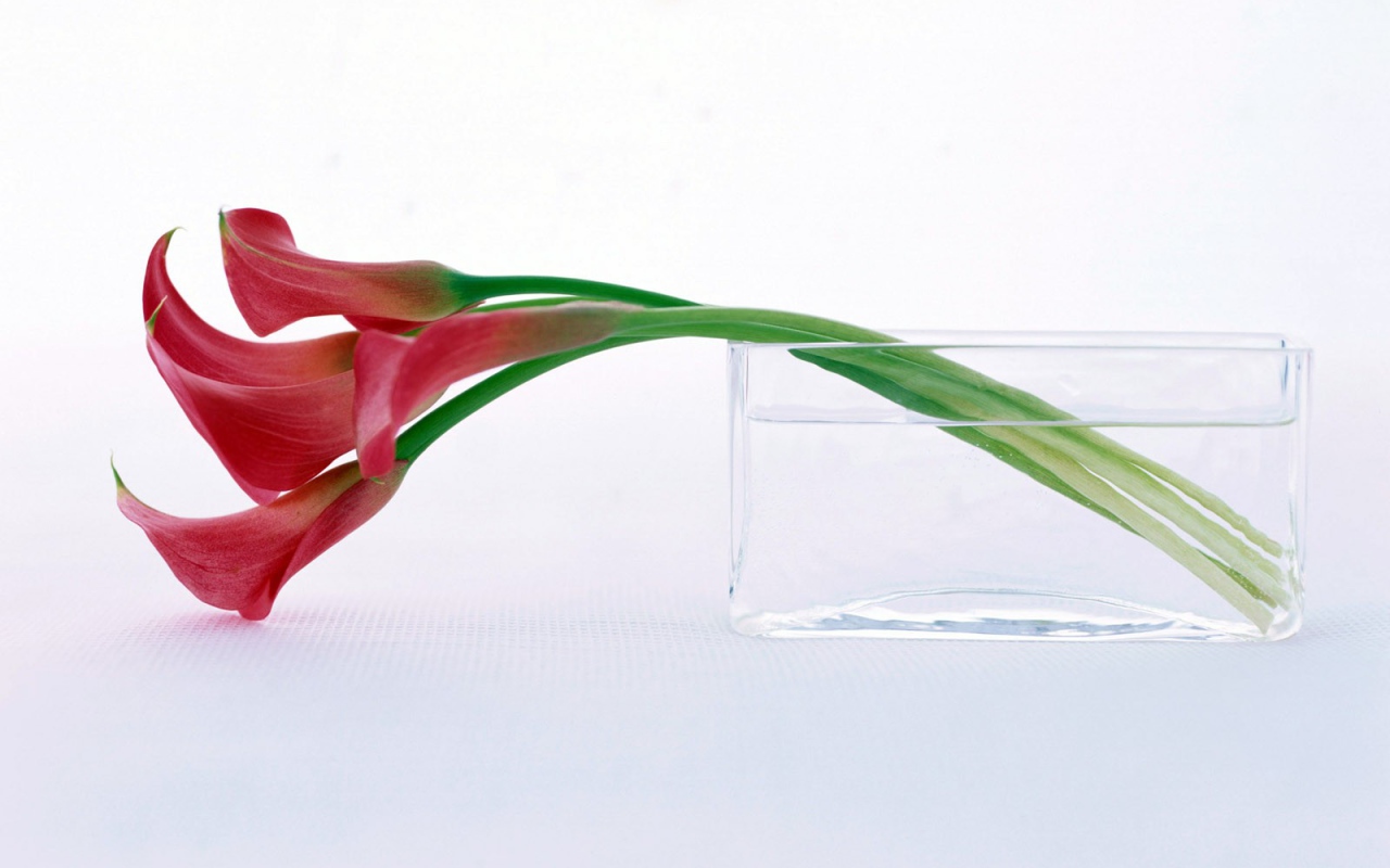 Нежный цветок на праздник 8 марта