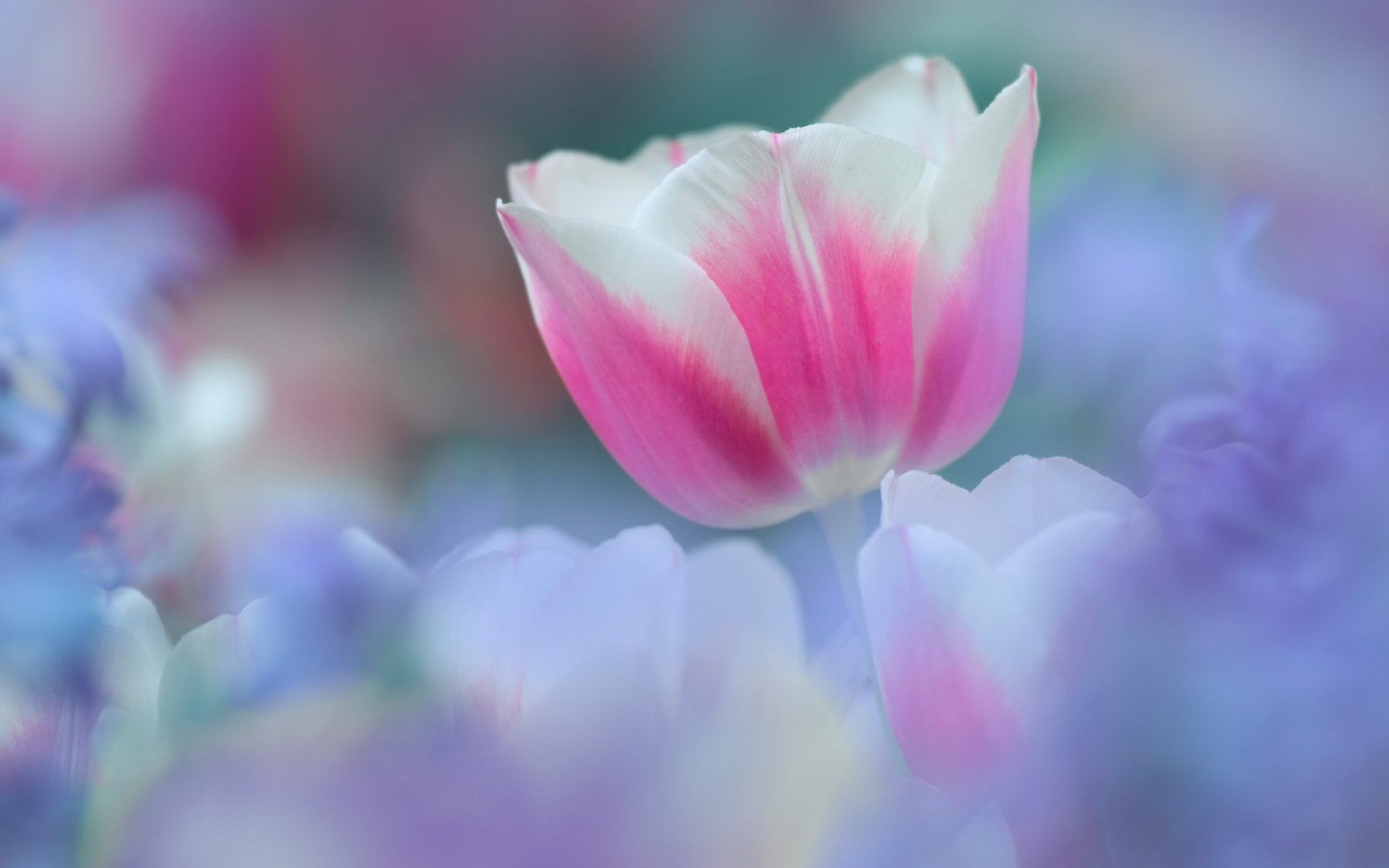 8 марта Цветок