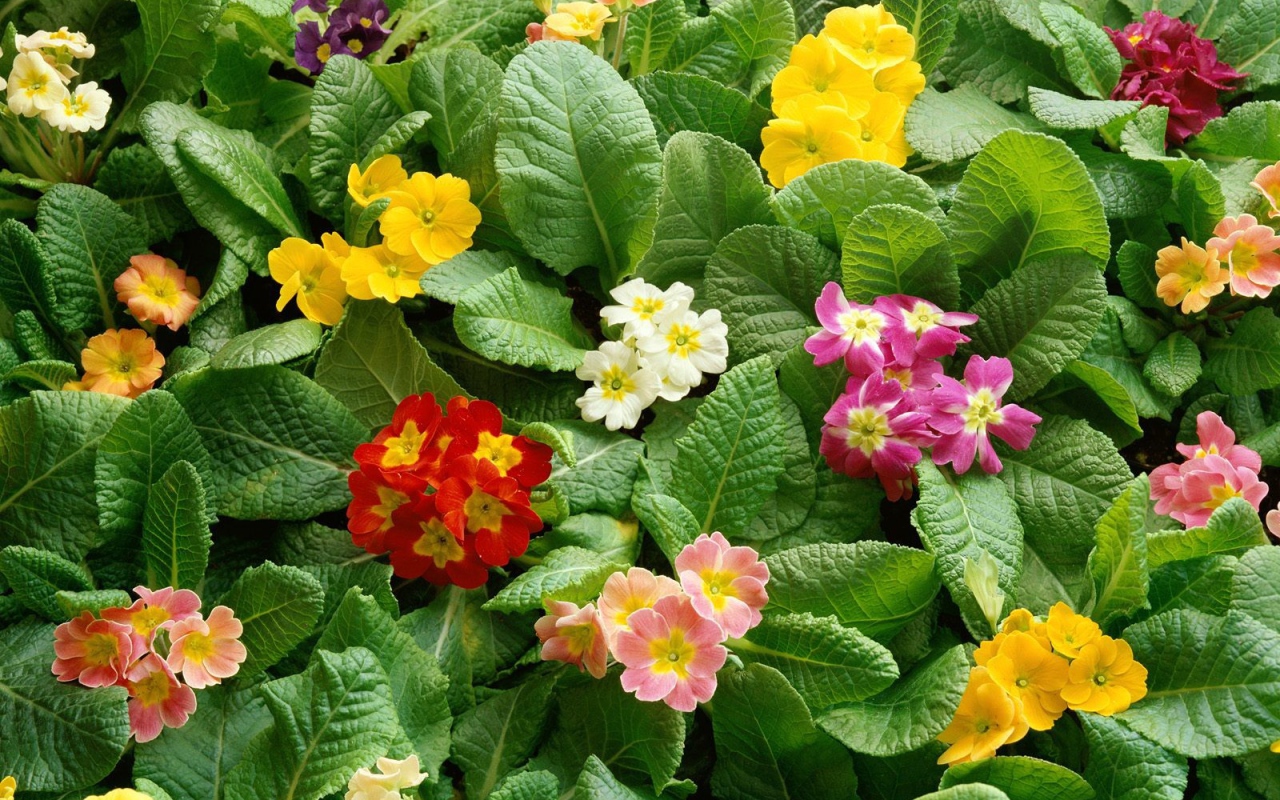 Девушкам к празднику 8 марта