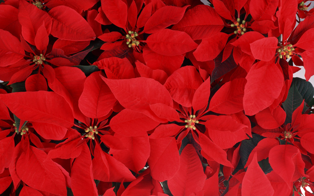 Великолепные  цветы к 8 марта