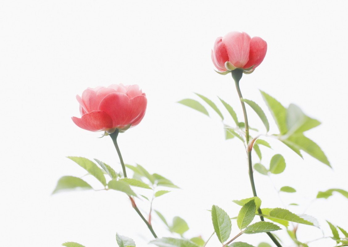 Цветы для любимых женщин