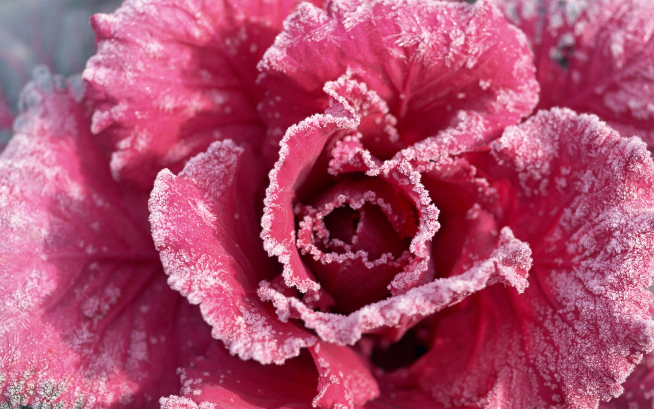 Роза с мороза